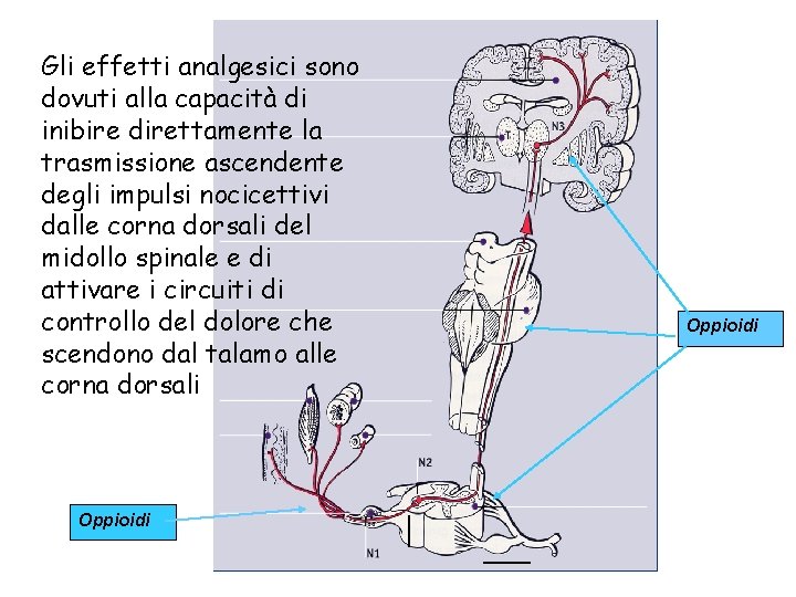 Gli effetti analgesici sono dovuti alla capacità di inibire direttamente la trasmissione ascendente degli