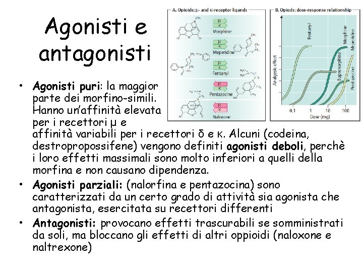 Agonisti e antagonisti • Agonisti puri: la maggior parte dei morfino-simili. Hanno un’affinità elevata
