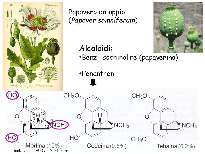 Papavero da oppio (Papaver somniferum) Alcaloidi: • Benzilisochinoline (papaverina) • Fenantreni (10%) isolata nel