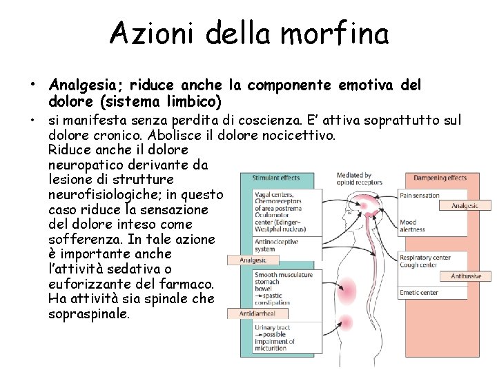 Azioni della morfina • Analgesia; riduce anche la componente emotiva del dolore (sistema limbico)