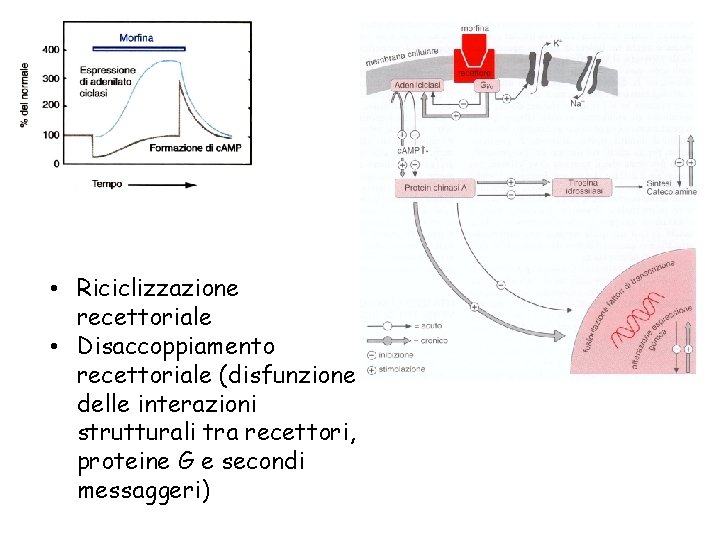  • Riciclizzazione recettoriale • Disaccoppiamento recettoriale (disfunzione delle interazioni strutturali tra recettori, proteine