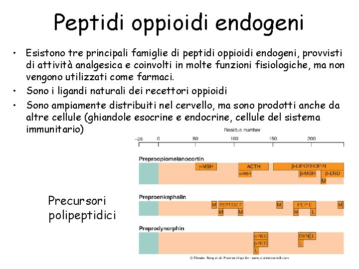 Peptidi oppioidi endogeni • Esistono tre principali famiglie di peptidi oppioidi endogeni, provvisti di