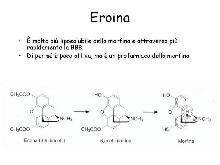 Eroina • È molto più liposolubile della morfina e attraversa più rapidamente la BBB.