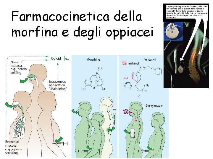 Farmacocinetica della morfina e degli oppiacei Spray nasale 