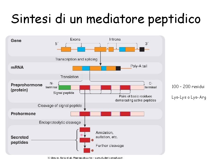 Sintesi di un mediatore peptidico 100 – 200 residui Lys-Lys o Lys-Arg 