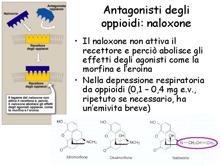 Antagonisti degli oppioidi: naloxone • Il naloxone non attiva il recettore e perciò abolisce