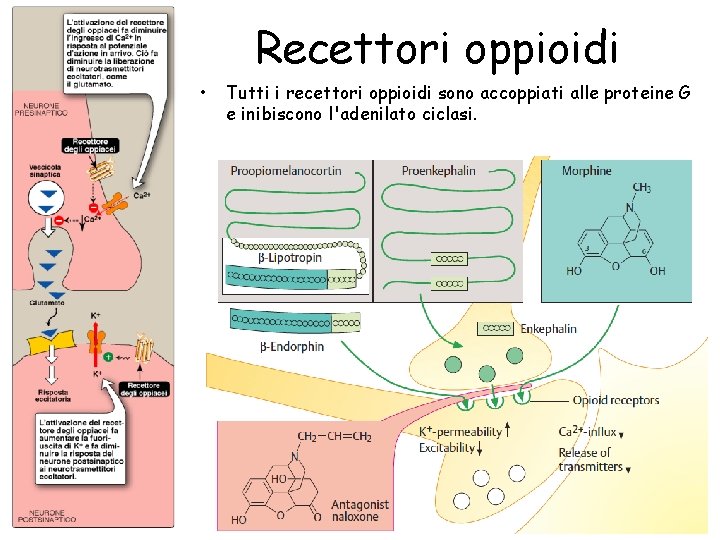 Recettori oppioidi • Tutti i recettori oppioidi sono accoppiati alle proteine G e inibiscono