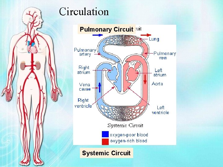 Circulation Pulmonary Circuit Systemic Circuit 