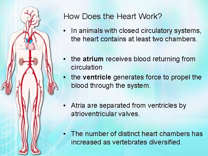 How Does the Heart Work? • In animals with closed circulatory systems, the heart