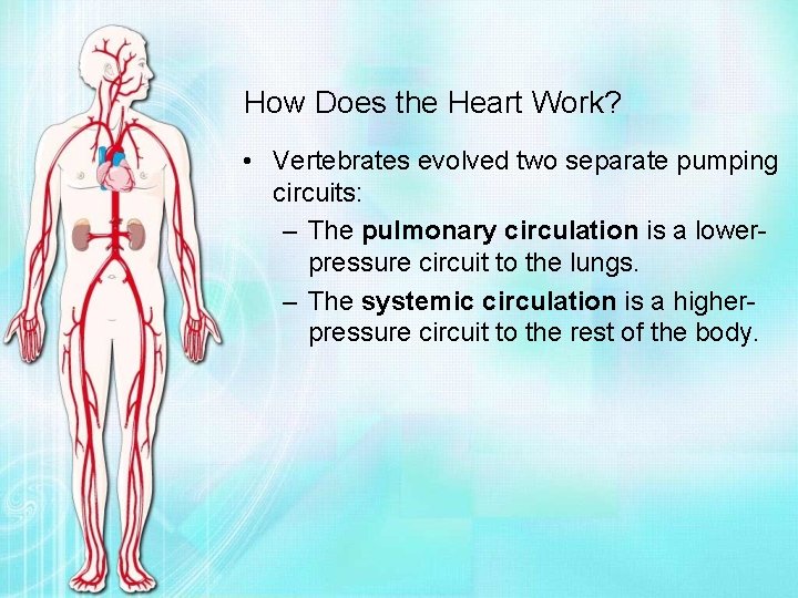 How Does the Heart Work? • Vertebrates evolved two separate pumping circuits: – The