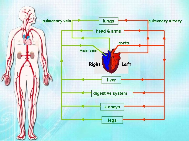 pulmonary vein pulmonary artery lungs head & arms aorta main vein Right Left liver