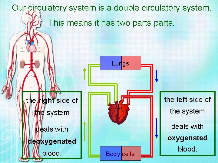 Our circulatory system is a double circulatory system. This means it has two parts.