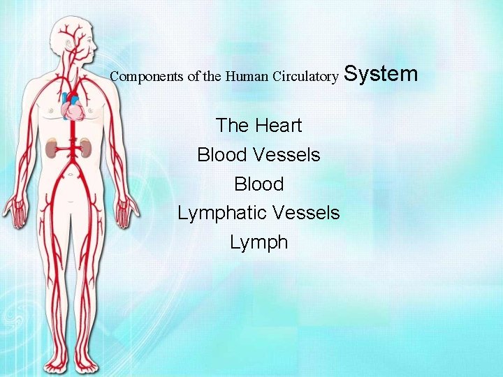 Components of the Human Circulatory System The Heart Blood Vessels Blood Lymphatic Vessels Lymph
