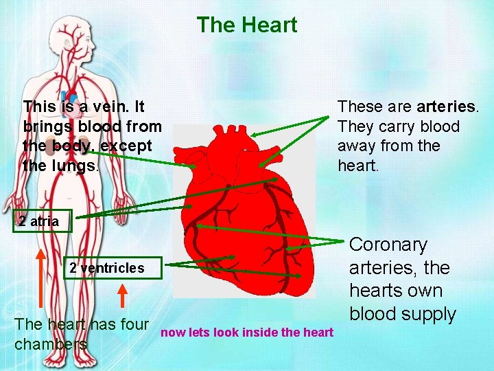 The Heart This is a vein. It brings blood from the body, except the