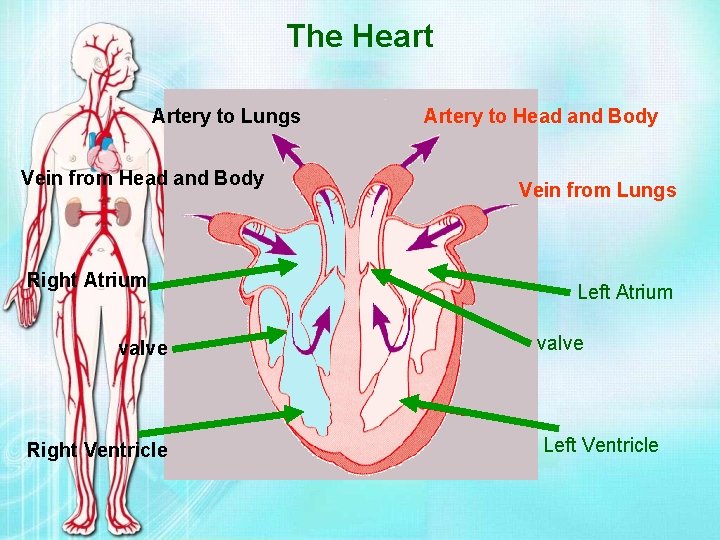 The Heart Artery to Lungs Vein from Head and Body Right Atrium valve Right