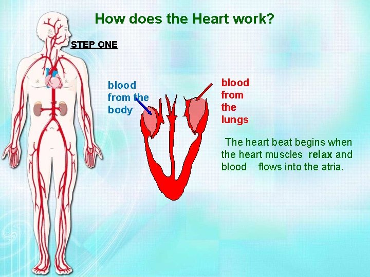 How does the Heart work? STEP ONE blood from the body blood from the