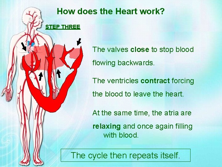 How does the Heart work? STEP THREE The valves close to stop blood flowing