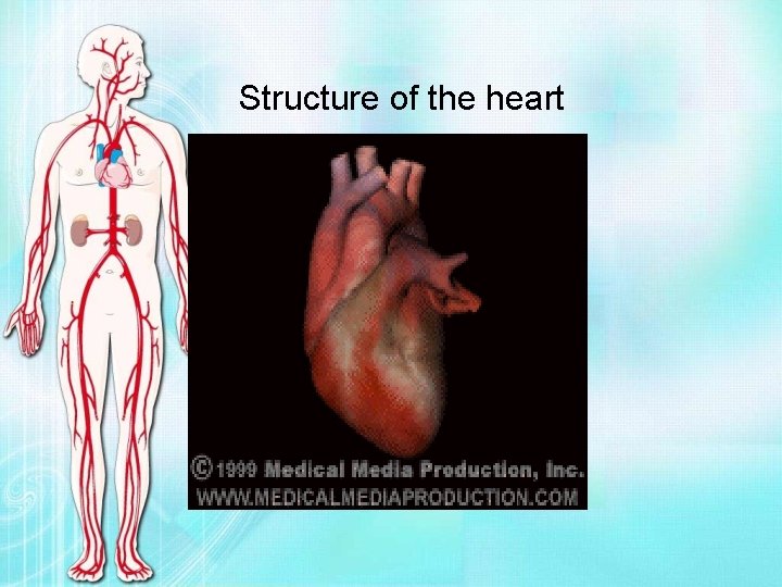 Structure of the heart 
