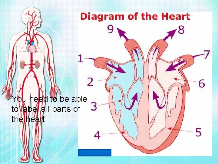 You need to be able to label all parts of the heart 