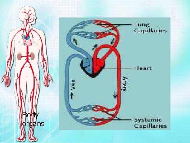 Body organs 