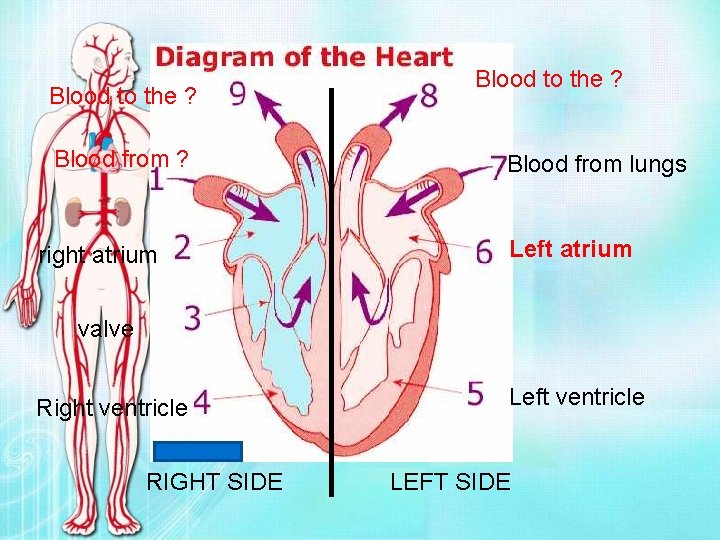 Blood to the ? Blood from ? right atrium Blood to the ? Blood