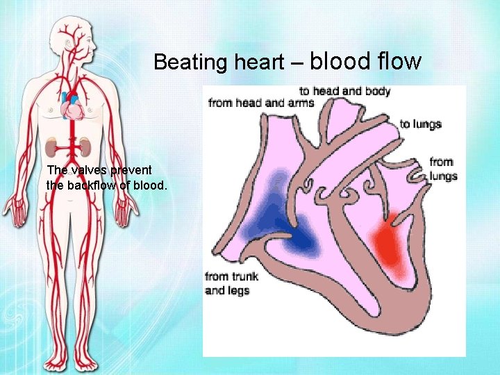 Beating heart – blood flow The valves prevent the backflow of blood. 