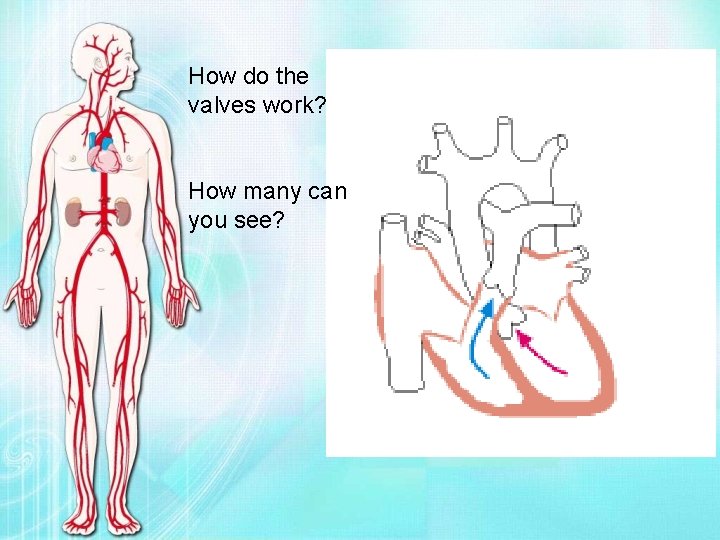 How do the valves work? How many can you see? 