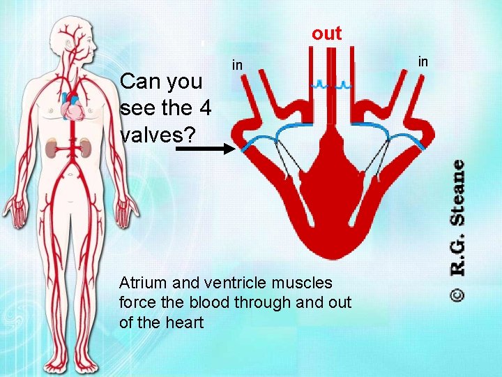out Can you see the 4 valves? in Atrium and ventricle muscles force the