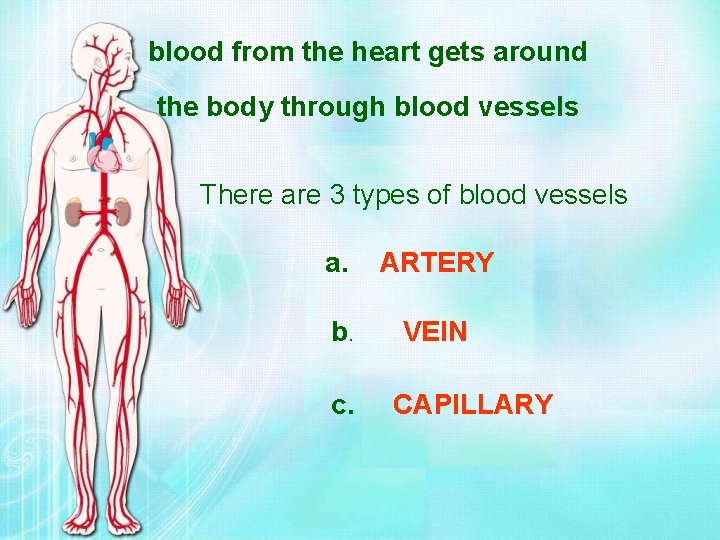 blood from the heart gets around the body through blood vessels There are 3