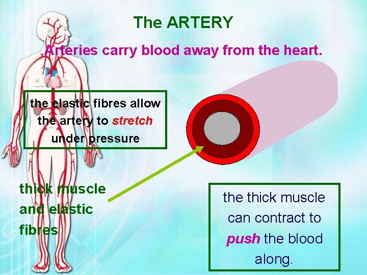 The ARTERY Arteries carry blood away from the heart. the elastic fibres allow the