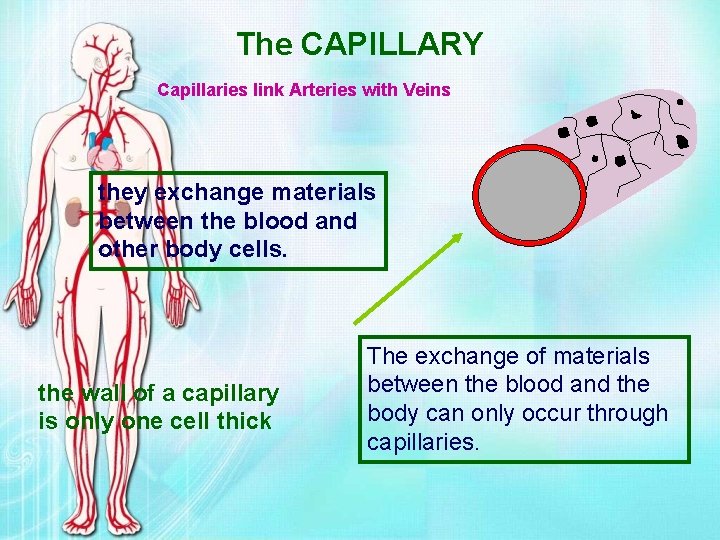 The CAPILLARY Capillaries link Arteries with Veins they exchange materials between the blood and