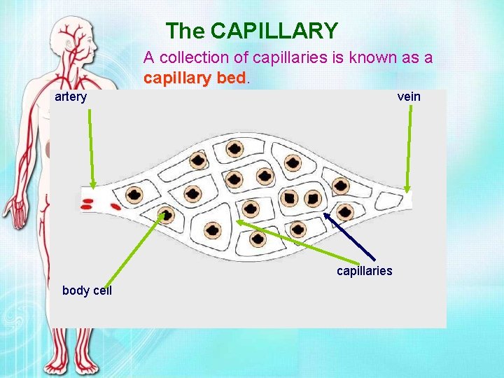 The CAPILLARY A collection of capillaries is known as a capillary bed artery vein