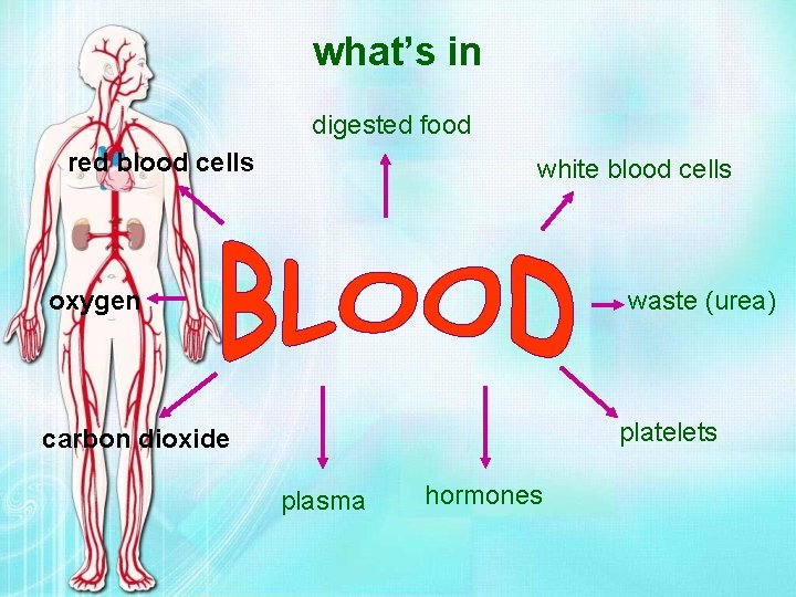 what’s in digested food red blood cells white blood cells oxygen waste (urea) platelets