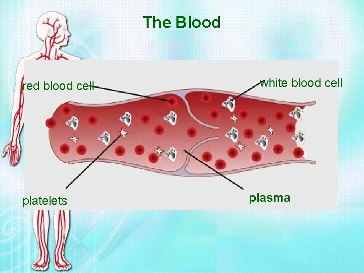 The Blood red blood cell platelets white blood cell plasma 