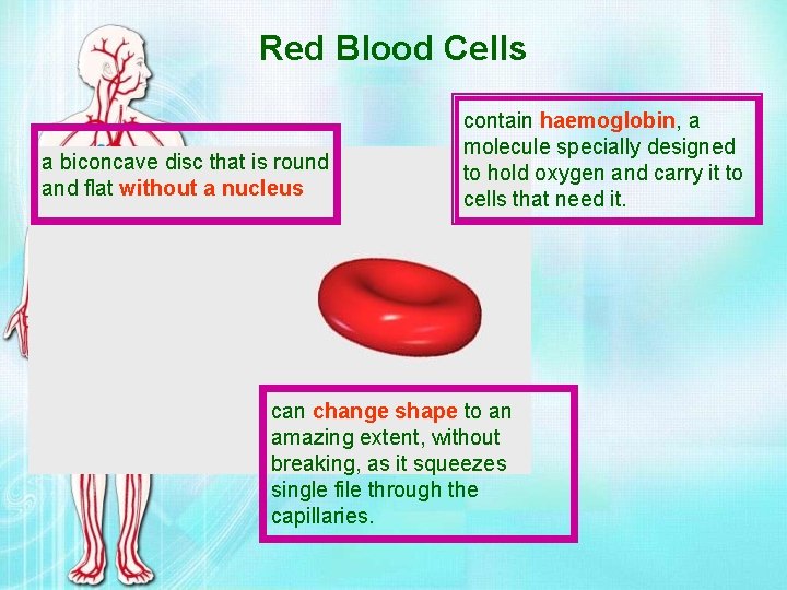 Red Blood Cells a biconcave disc that is round and flat without a nucleus