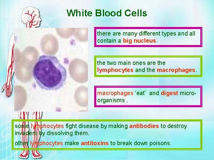 White Blood Cells there are many different types and all contain a big nucleus.