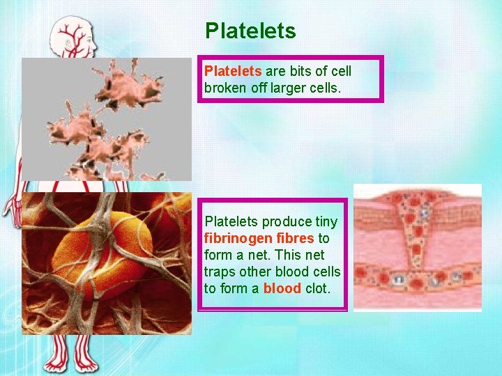 Platelets are bits of cell broken off larger cells. Platelets produce tiny fibrinogen fibres