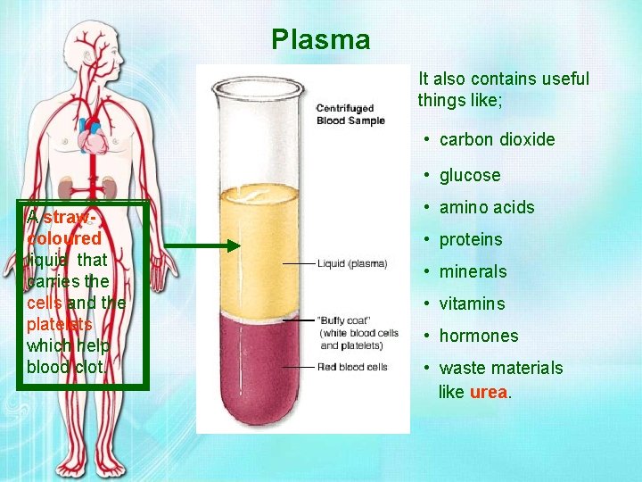 Plasma It also contains useful things like; • carbon dioxide • glucose A strawcoloured