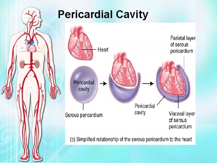 Pericardial Cavity 