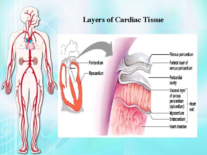 Layers of Cardiac Tissue 