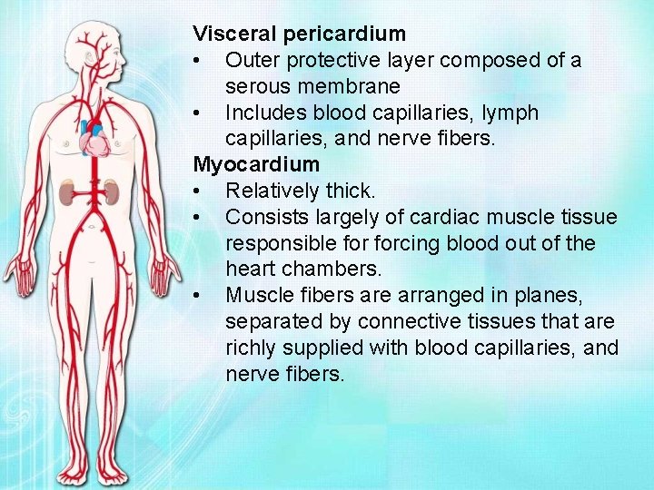 Visceral pericardium • Outer protective layer composed of a serous membrane • Includes blood