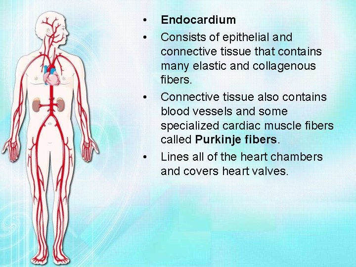  • • Endocardium Consists of epithelial and connective tissue that contains many elastic