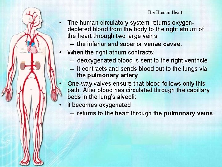 The Human Heart • The human circulatory system returns oxygendepleted blood from the body