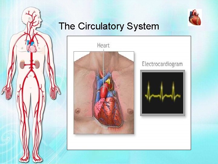 The Circulatory System 