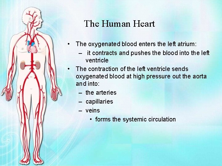 The Human Heart • The oxygenated blood enters the left atrium: – it contracts