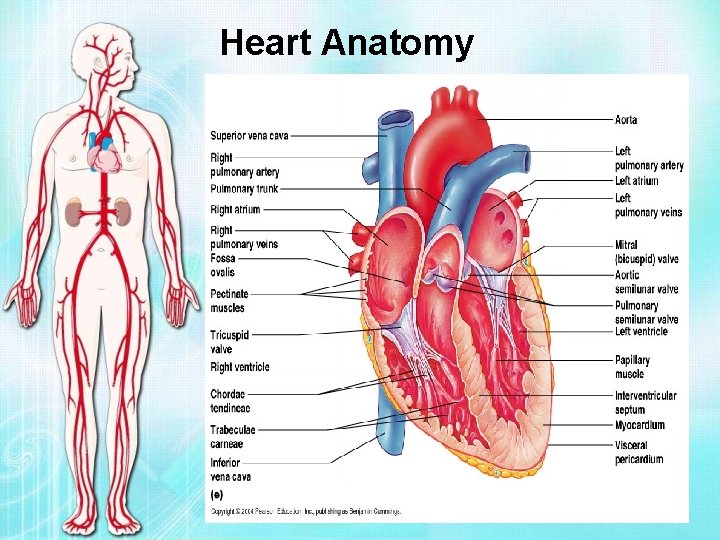 Heart Anatomy 