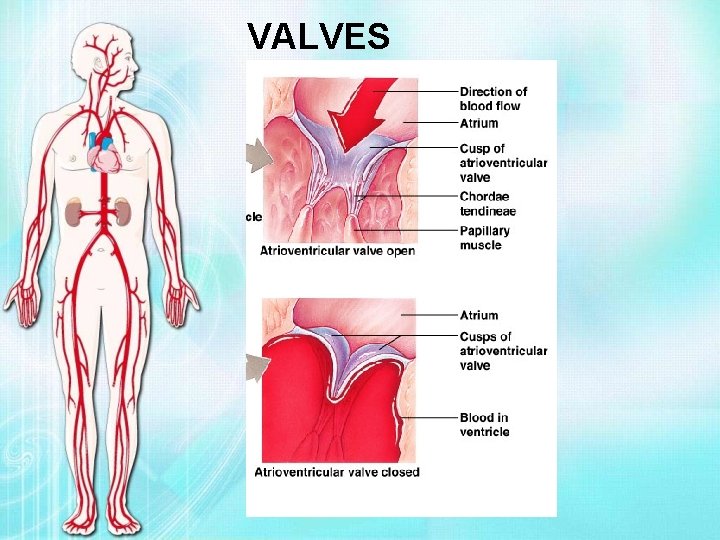 VALVES 