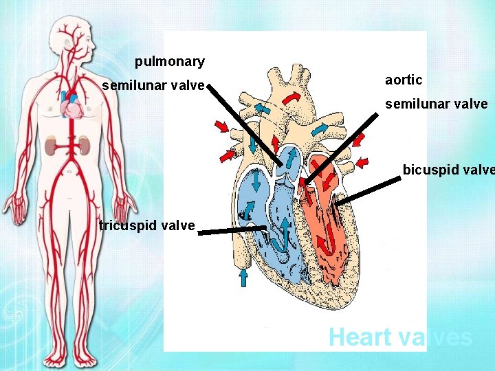 pulmonary semilunar valve aortic semilunar valve bicuspid valve tricuspid valve Heart valves 