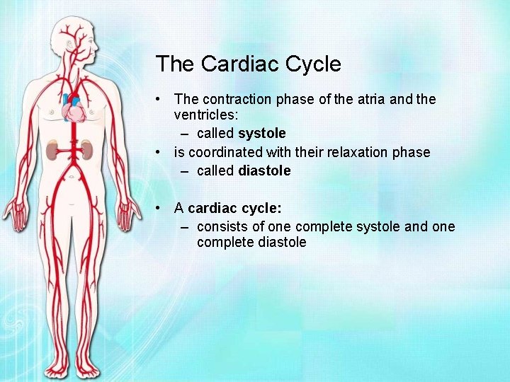 The Cardiac Cycle • The contraction phase of the atria and the ventricles: –
