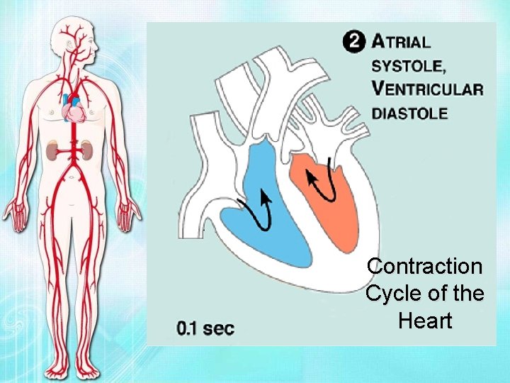 Contraction Cycle of the Heart 